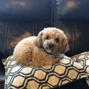 Meet your Posher, Grace